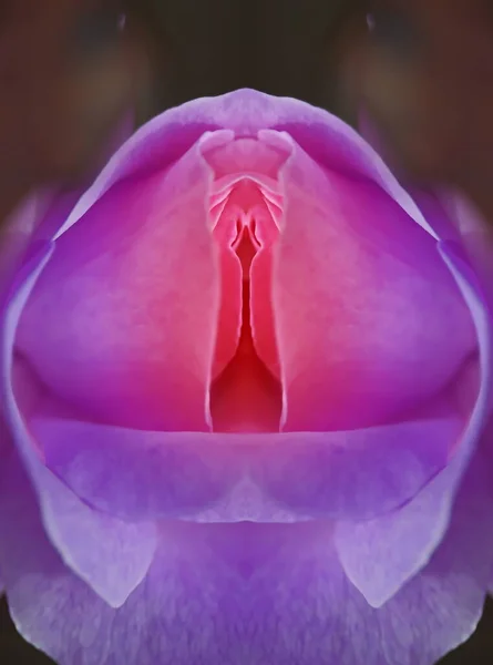sex, pussy, vulva, clitoris, vagina, Orgasm, love, spring, bloom, petal, Erotic rose flower, Flower imitating the female sex, visual allegories, visual metaphors, photographic allegories, sexy, 