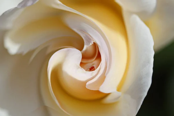 Yin Yang Efektli Gül Çiçeklerinin Sanatsal Kompozisyonu — Stok fotoğraf