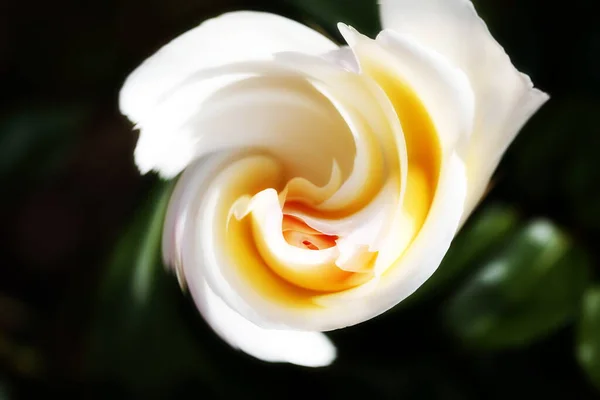 Yin Yang Efektli Gül Çiçeklerinin Sanatsal Kompozisyonu — Stok fotoğraf