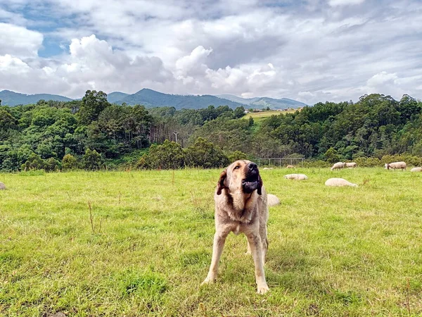 dog mastiff lions puppy, taking care of sheep in the meadows of Asturias, Spain,