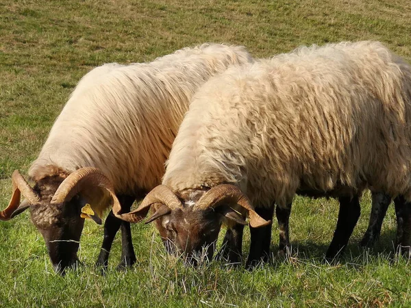 Pâturage Moutons Latxa Dans Les Hautes Prairies Amaiur Navarre — Photo