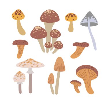 Mantarlar hazır. El çizimi vektör çizimi. Kahverengi zehirli mantar. Sonbahar koleksiyonu