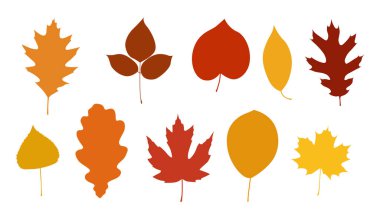 Sonbahar koleksiyonu. Kırmızı, turuncu ve sarı renkli vektör seti. El çizimi çizimleri. Beyaz arkaplanda izole nesneler.