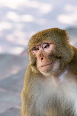 Şehre ve insanlara yakın sevimli bir maymun.