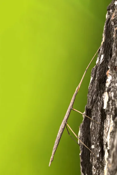 Stick Insect — Stock Photo, Image