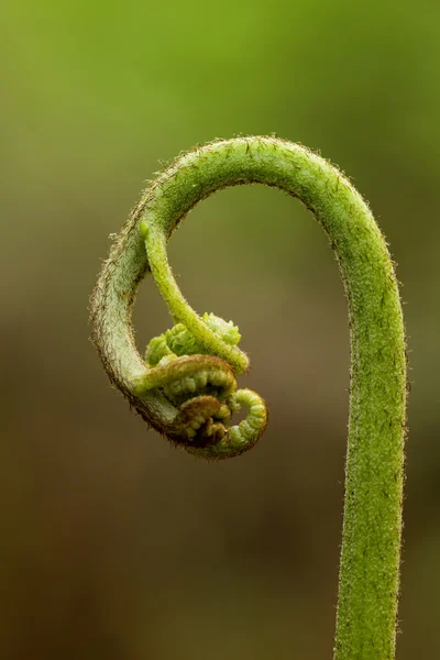 Ormbunke — Stockfoto