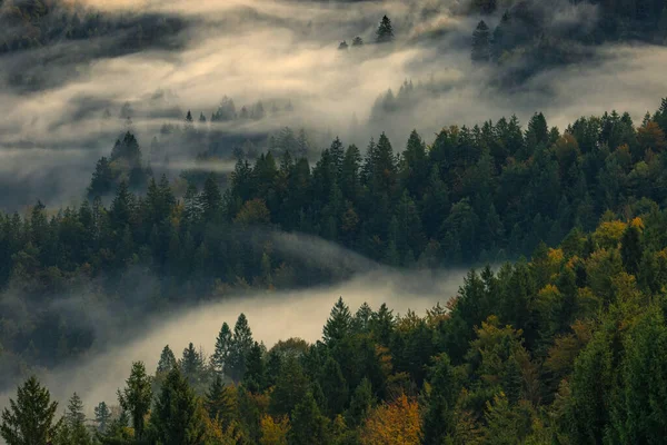 지구의 폐입니다 영향으로부터 삼림을 보호하라 로열티 프리 스톡 이미지