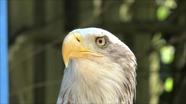 Bald Eagle - close up — Stock Video