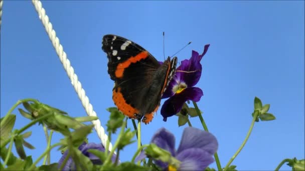 Red Admiral Butterfly flower pot — Stock Video