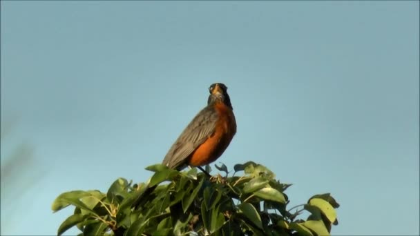 Robin songbird sjunger — Stockvideo
