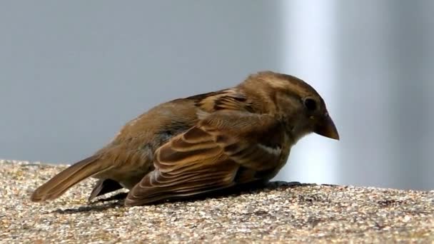 Sparrow zpěvný pták zpívá — Stock video