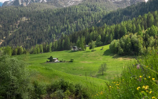 휘몰아치는 알프스 사이에 있는 계곡의 아름다운 경관. 써니 봄날. Poschiavo, Canton of Graubunden. — 스톡 사진
