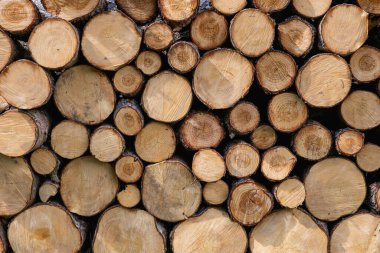 Kış hazırlığı. Odun yığıyorum. Yakacak odun yığını. Yakacak odun arka planı. Yığının içinde kurumuş odun kütükleri..