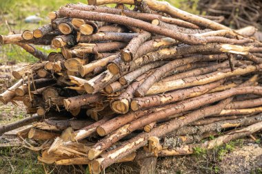 Kış hazırlığı. Odun yığıyorum. Yakacak odun yığını. Yakacak odun arka planı. Yığının içinde kurumuş odun kütükleri..