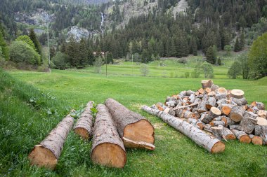 Kış hazırlığı. Odun yığıyorum. Yakacak odun yığını. Yakacak odun arka planı. Yığının içinde kurumuş odun kütükleri..
