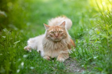 Kızıl saçlı, uzun saçlı güzel kedi yeşil çimlerin üzerinde sokakta yürüyor. Yaz zamanı..