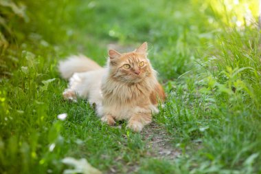 Kızıl saçlı, uzun saçlı güzel kedi yeşil çimlerin üzerinde sokakta yürüyor. Yaz zamanı..