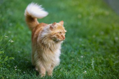 Kızıl saçlı, uzun saçlı güzel kedi yeşil çimlerin üzerinde sokakta yürüyor. Yaz zamanı..