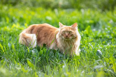 Kızıl saçlı, uzun saçlı güzel kedi yeşil çimlerin üzerinde sokakta yürüyor. Yaz zamanı..
