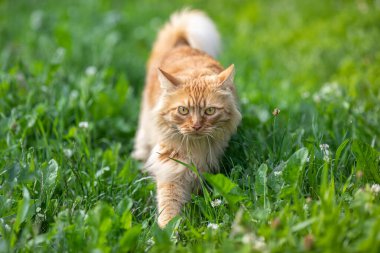 Kızıl saçlı, uzun saçlı güzel kedi yeşil çimlerin üzerinde sokakta yürüyor. Yaz zamanı..