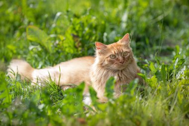 Kızıl saçlı, uzun saçlı güzel kedi yeşil çimlerin üzerinde sokakta yürüyor. Yaz zamanı..
