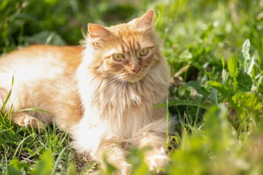 Kızıl saçlı, uzun saçlı güzel kedi yeşil çimlerin üzerinde sokakta yürüyor. Yaz zamanı..