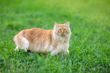Kızıl saçlı, uzun saçlı güzel kedi yeşil çimlerin üzerinde sokakta yürüyor. Yaz zamanı..