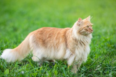 Kızıl saçlı, uzun saçlı güzel kedi yeşil çimlerin üzerinde sokakta yürüyor. Yaz zamanı..