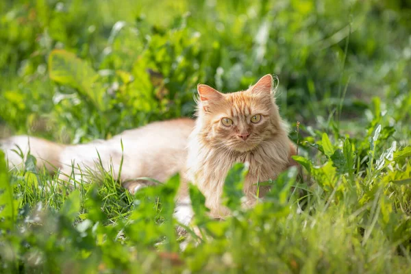Kızıl saçlı, uzun saçlı güzel kedi yeşil çimlerin üzerinde sokakta yürüyor. Yaz zamanı..