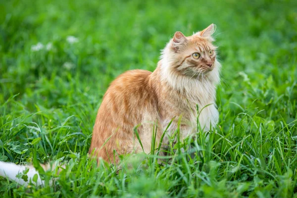 Рыжеволосая Красивая Кошка Длинными Волосами Ходит Улице Зеленой Траве Лето — стоковое фото
