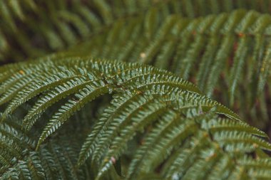 Mükemmel doğal eğrelti otu deseni. Genç yeşil eğreltiotu yapraklarıyla yapılmış güzel bir tropikal arka plan. Lahana rengi. Karanlık ve karamsar bir his. Seçici odaklanma. Boşluk yok. Tasarım kavramı.