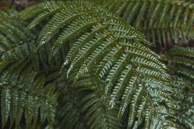 Mükemmel doğal eğrelti otu deseni. Genç yeşil eğreltiotu yapraklarıyla yapılmış güzel bir tropikal arka plan. Lahana rengi. Karanlık ve karamsar bir his. Seçici odaklanma. Boşluk yok. Tasarım kavramı.
