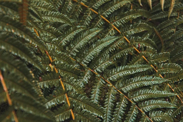 Perfect Natural Fern Pattern Beautiful Tropical Background Made Young Green — Stock Photo, Image