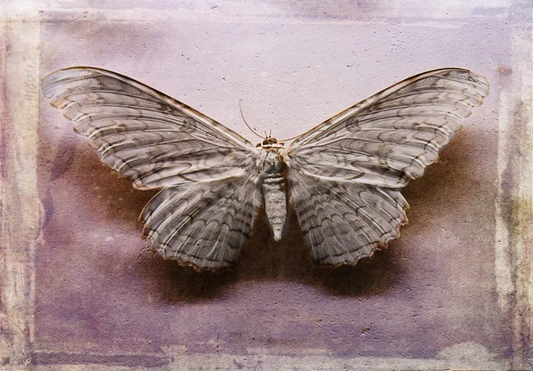 Thysania Agrippina moth. — Stock Photo, Image