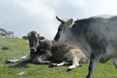 malcesine Kuzey İtalya garda Gölü üzerinde arkasında monte baldo dağ