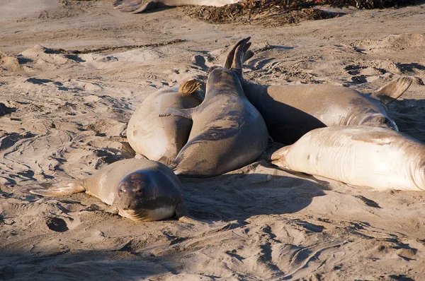 Elephant seals na pláži v big sur v Kalifornii, usa — Stock fotografie