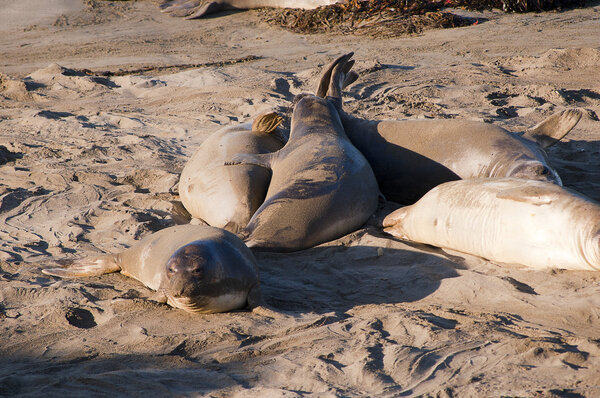 Elephant seals on a beach on the big Sur in California USA