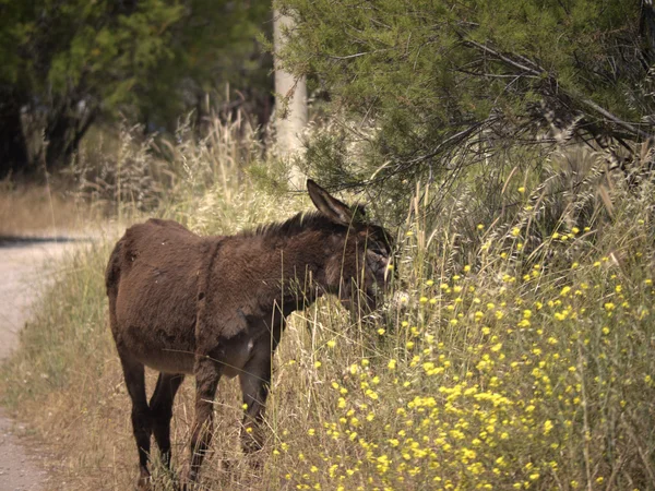 Donkey on Nature Resreve en Skala Kalloni en la isla de Lesbos en Grecia — Foto de Stock