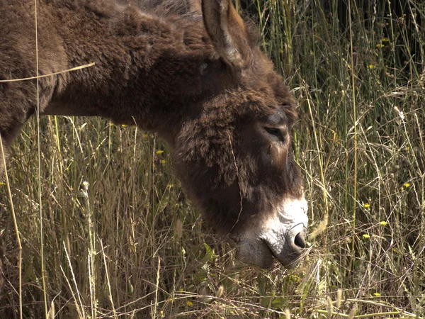 Burro na reserva natural em Skala Kalloni na ilha de Lesbos, na Grécia — Fotografia de Stock