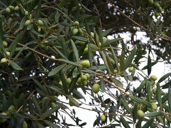 Olivy v háji v sorrento Itálie — Stock fotografie