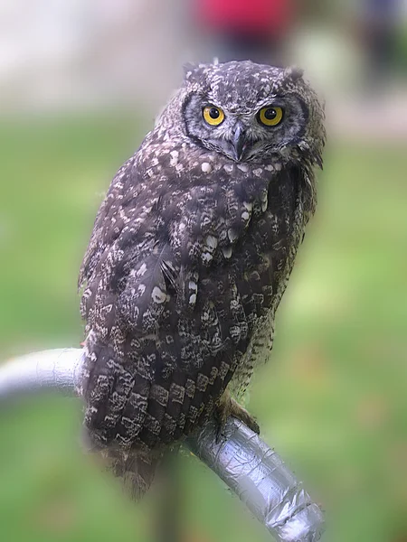 Eagle owl v county show v Anglii — Stock fotografie