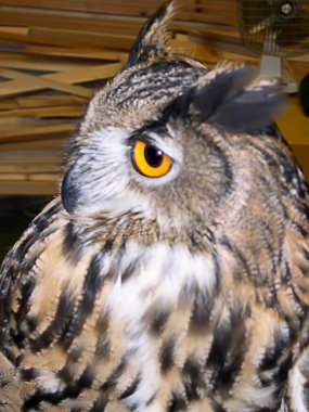 Kurtarılan baykuşlar ve Şahinler