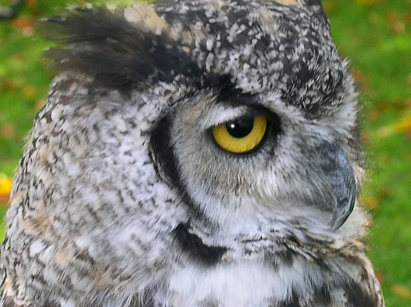 Rescued Owls and Hawks — Stock Photo, Image