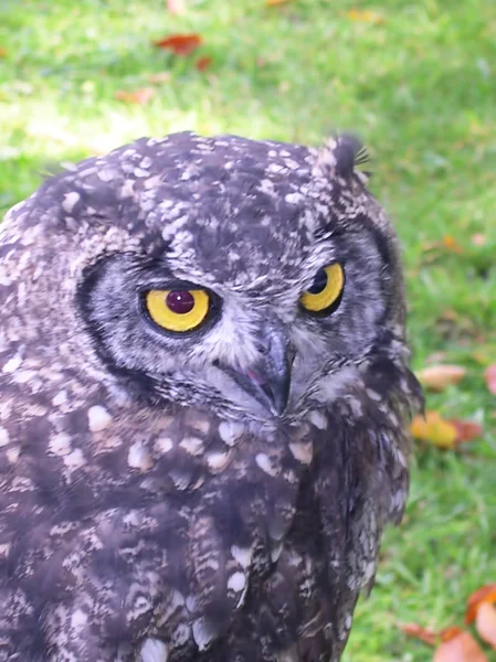 Rescued Owls and Hawks — Stock Photo, Image