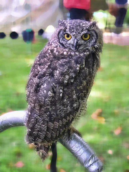 Rescued Owls and Hawks — Stock Photo, Image