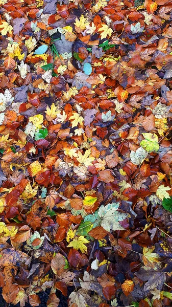 Autumn Leaves littering the ground near the banks of the River Calder in Padiham Lancashire. Their colours were amazing. These were in the car park of Padiham Fire Station. Padiham was a cotton weaving mill town when the river Calder powered 20 mills