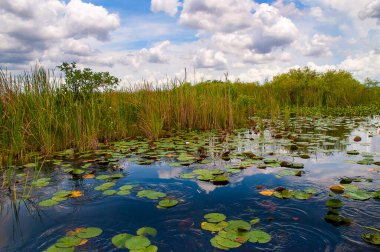 Everglades, ABD 'nin Florida eyaletinin güney kesiminde bulunan ve büyük bir su birikintisinin güney yarısını oluşturan subtropikal sulak alanlardır. Sistem, Okeechobee Gölü' ne doğru boşalan Kissimmee Nehri ile Orlando yakınlarında başlar.