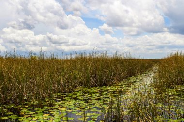 Everglades, ABD 'nin Florida eyaletinin güney kesiminde bulunan ve büyük bir su birikintisinin güney yarısını oluşturan subtropikal sulak alanlardır. Sistem, Okeechobee Gölü' ne doğru boşalan Kissimmee Nehri ile Orlando yakınlarında başlar.
