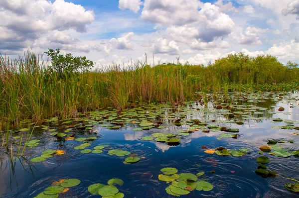 Everglades Zijn Subtropische Wetlands Het Zuidelijke Deel Van Amerikaanse Staat — Stockfoto
