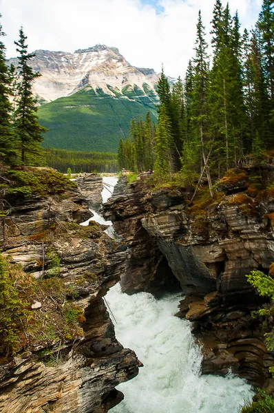 Les Chutes Athabasca Sur Rivière Athabasca Dans Parc National Jasper — Photo